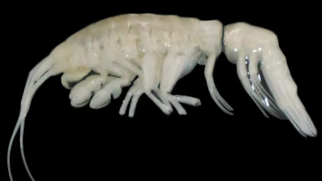 长似外星人？深海发现全新物种 洁白如幽灵