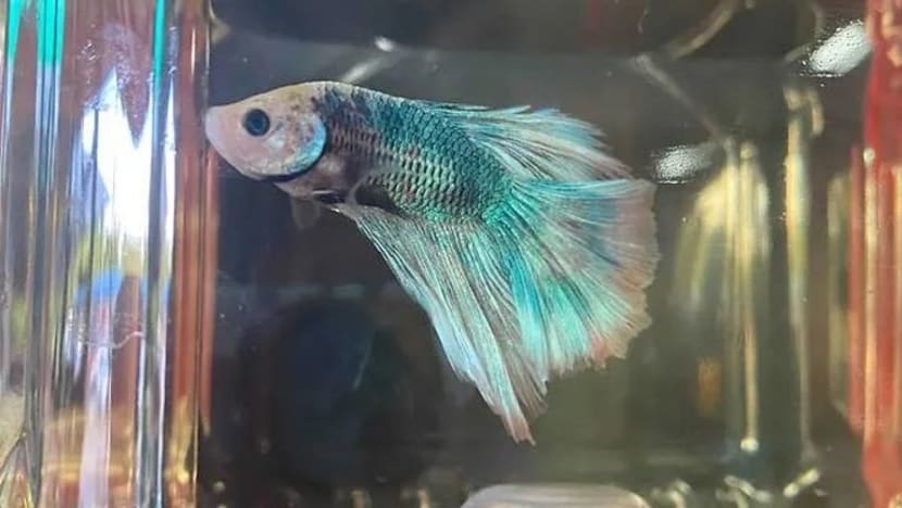 Lelaki didenda $3,000 jual ikan laga dari flat Ang Mo Kio, pelihara reptilia Lelaki didenda $3,000 jual ikan laga dari flat Ang Mo Kio, pelihara reptilia