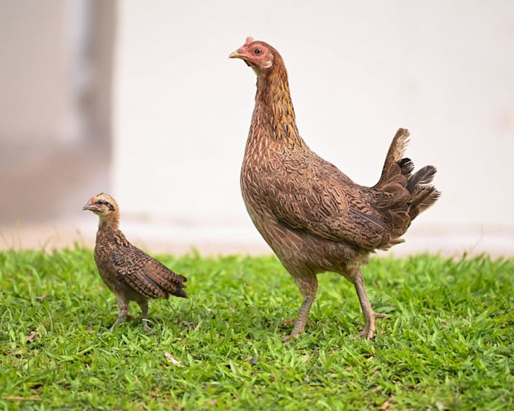 Keeping of poultry in HDB flats not allowed for public health reasons: Tan Kiat How