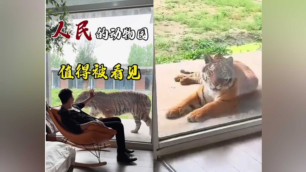 Sleep next to tigers? Hotel inside Chinese zoo offers controversial ‘tiger-view rooms’