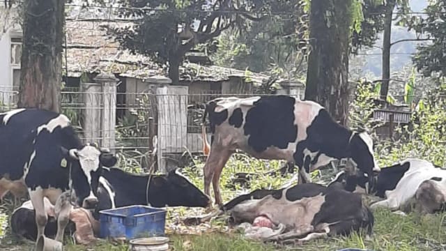 乳制品公司：印尼家畜口蹄疫疫情 不影响出口到我国产品