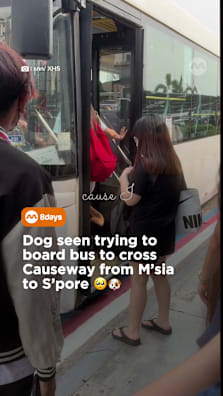 Everyone asking "What da dog doin?", but nobody's asking "Where da dog goin'?" 🐶🤔 #8dayssg #dogsoftiktok #funny #fypシ #fypsg 