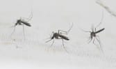 Two Zika cases in Woodlands; pregnant women urged to guard against mosquito bites