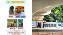 Related article image