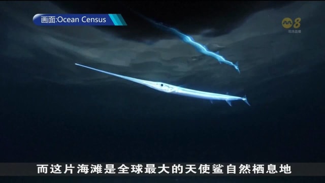 “踢踏舞蜘蛛”神隐近一个世纪后 再次被发现
