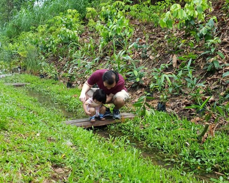 Work begins to restore Rail Corridor’s native flora