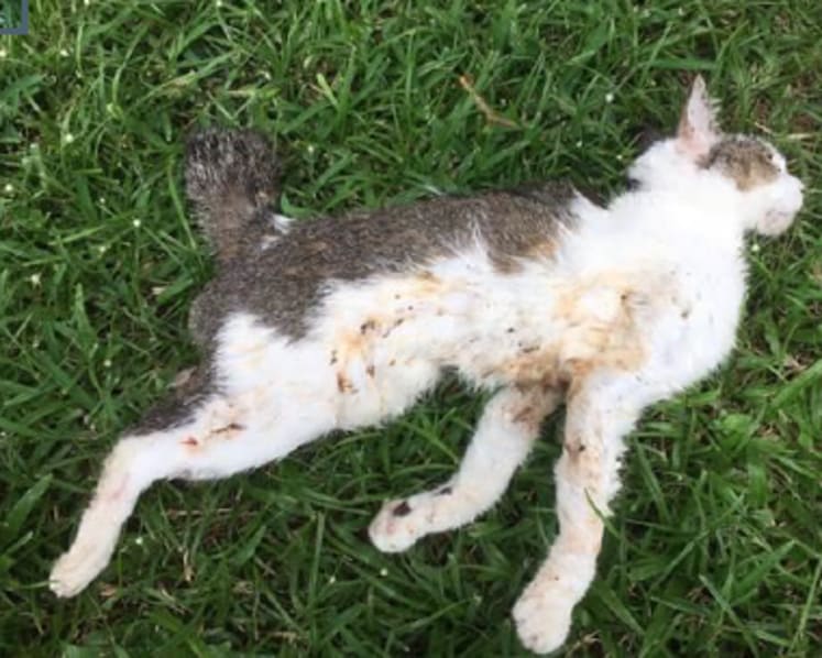 Eight weeks’ jail for taxi driver who threw stray cat down rubbish chute