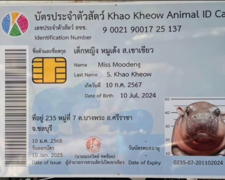 Little pygmy hippo Moo Deng turns 6 months old and gets her own ID card