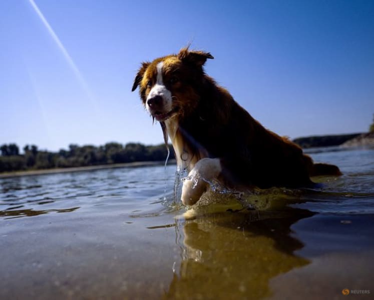 Dogs can distinguish between emotions in a human face, study shows