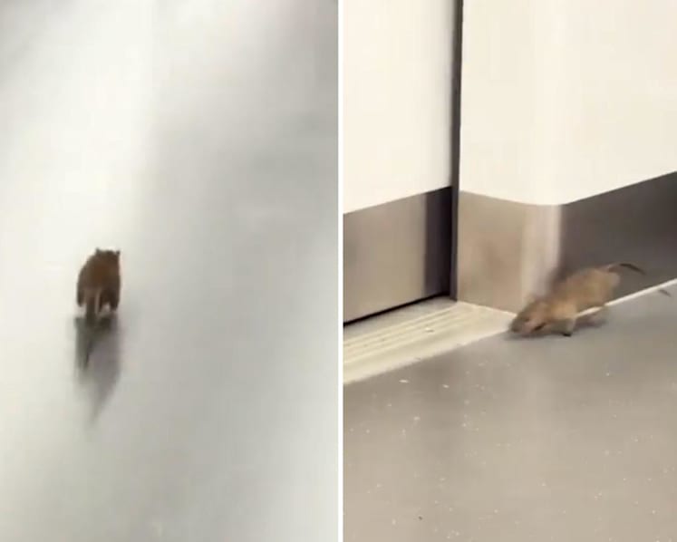 SMRT to step up pest control measures at stations and depots after rat spotted on train