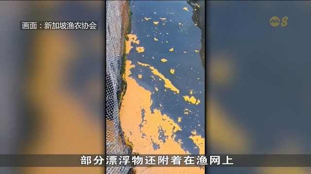 东柔佛海峡出现油污 至少三家鱼场受影响