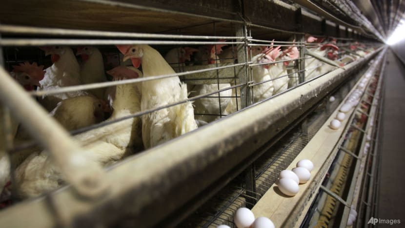 CNA Explains: Bird flu is spreading globally. How worried should we be? CNA Explains: Bird flu is spreading globally. How worried should we be?