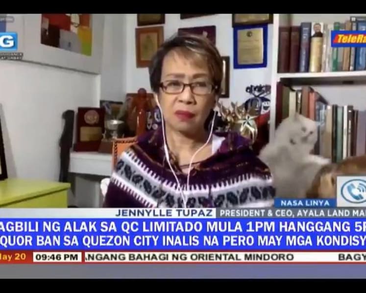 Filipino reporter has to deal with fighting cats behind her during live interview