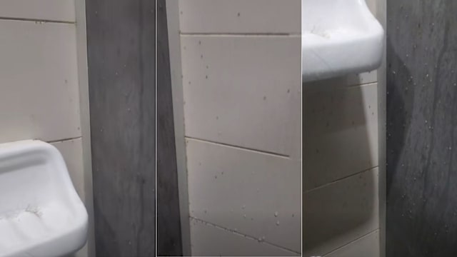 白沙泳池浴间墙上毛蠓密布 SportSG：已增加清洗频率