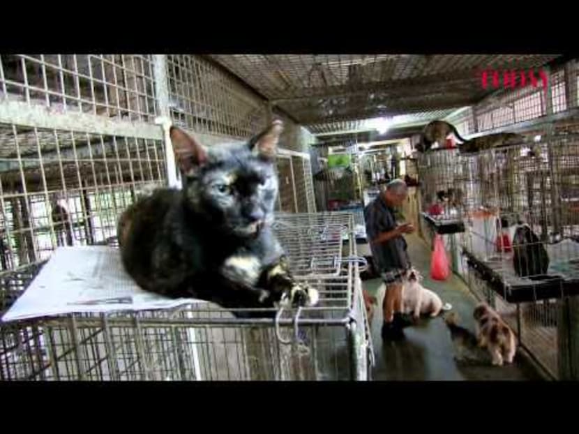 VoicesTODAY: Pets, owners & everyone else - can we all get along? The Animal Lovers League