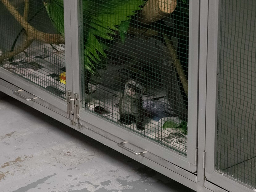 A common palm civet baby at Acres Wildlife Rescue Centre on Friday, Jan 8, 2021. 