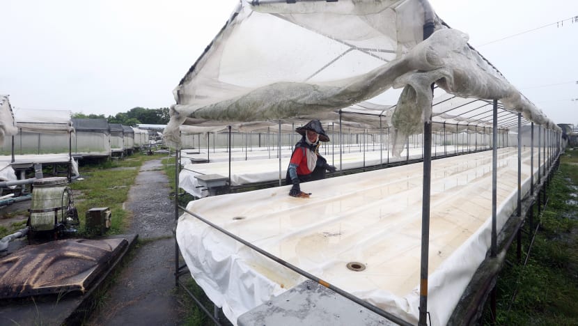 Unable to sustain high costs, family farm calls it quits after 6 decades