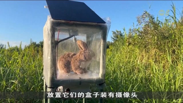 佛州尝试用机器兔子诱捕缅甸蟒蛇