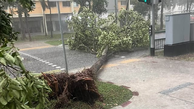 暴风雨致金文泰大树连根拔起 两车道阻塞