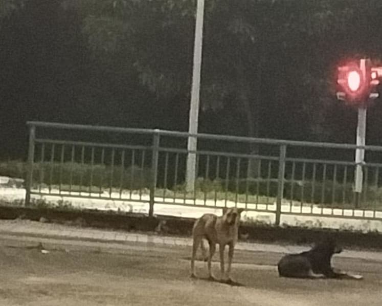 'We're exhausted': Cat feeders hope more can be done to stop stray dog attacks