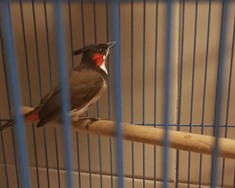 Man fined S$5,000 after bird found stuffed in paper packet at Woodlands Checkpoint
