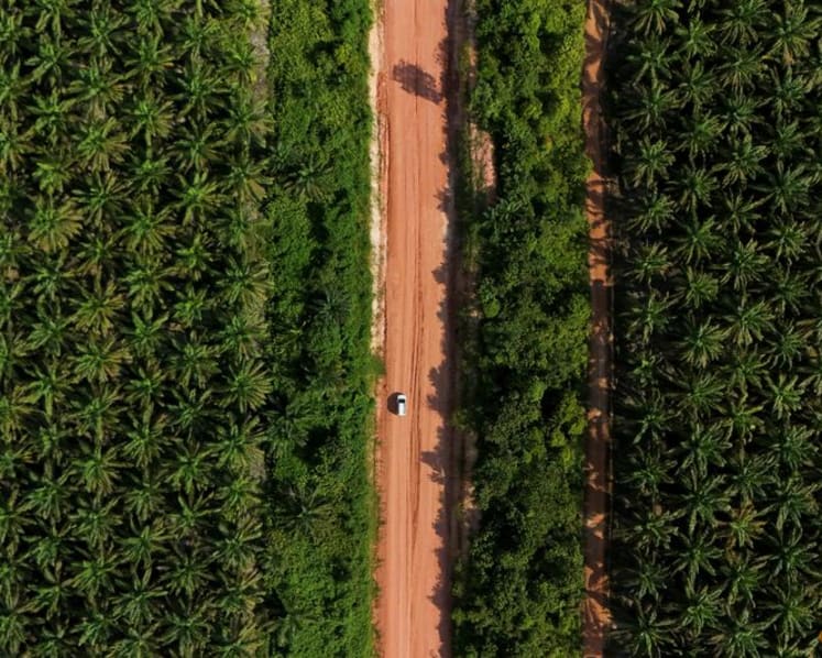 Palm oil posts first weekly gain in three weeks