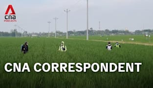 CNA Correspondent - Can rice farming ever be climate friendly?