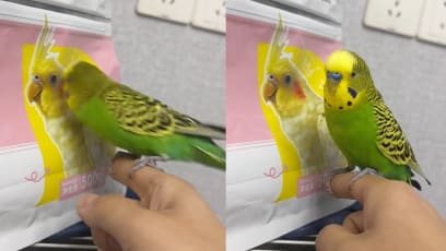 Parakeet Goes Viral For Trying To "Sneak A Kiss" With Parrot On Food Packaging