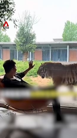 Chinese zoo hotel sparks controversy with ‘tiger-view’ rooms