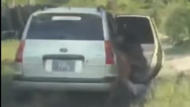 马国偷牛贼被逮 竟把牛推下汽车 