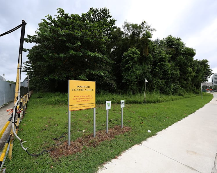 Nature lovers worry BTO project near Pasir Ris Park will drive away wildlife including rarely seen owls