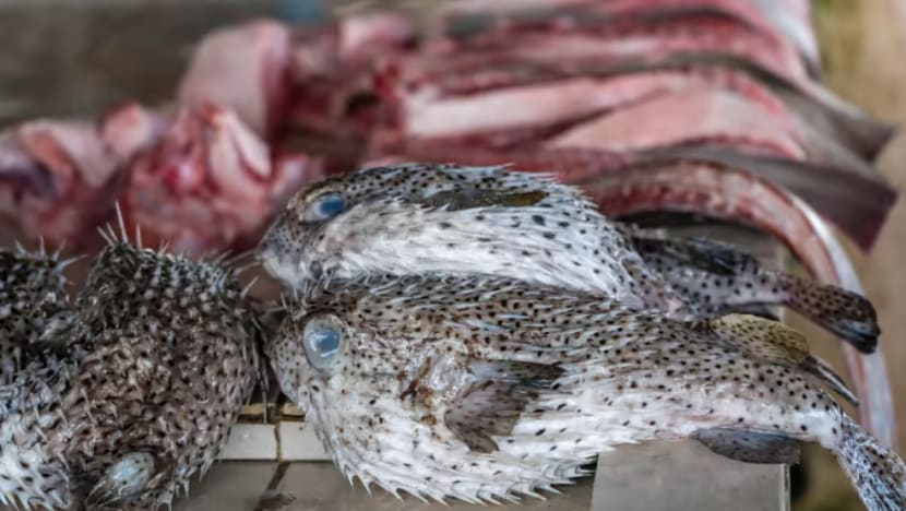  Keracunan ikan buntal di Johor: lelaki meninggal dunia beberapa hari selepas isteri