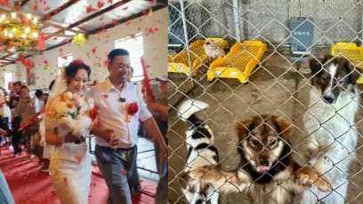 Chinese Couple Gets Married At Dog Shelter With Over 200 Dogs As Wedding Guests