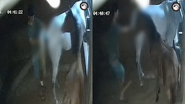 美国男子擅闯泰国马厩 多次性侵怀孕雌马至流产