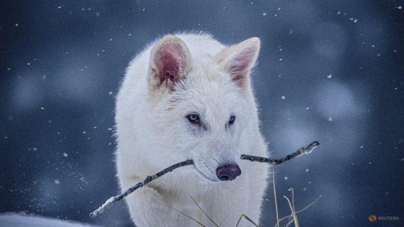 US company resurrects the extinct dire wolf, or some version of it US company resurrects the extinct dire wolf, or some version of it