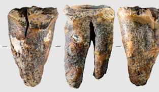 Tooth from Siberian cave reveals Neanderthal dental surgery