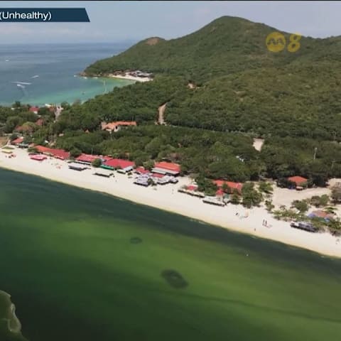 泰国格兰岛现绿潮海水变绿 游客忧水质不敢下水