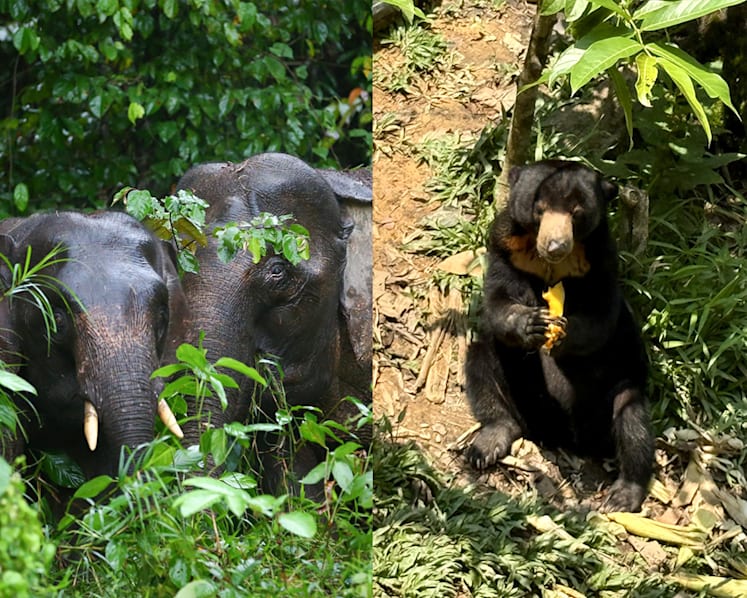Spotting pygmy elephants, eating UFO tarts: Why Sandakan should be on your Sabah travel list