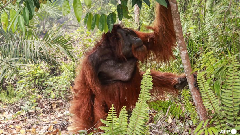 Dozens of orangutans saved from Indonesia blazes
