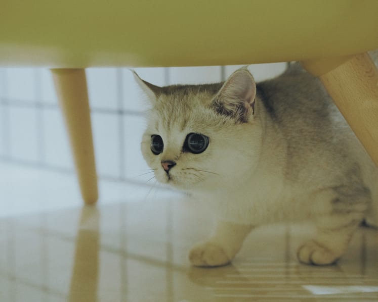 Man fined for selling kitten from home without licence; claimed S$1,850 sale price was adoption fee