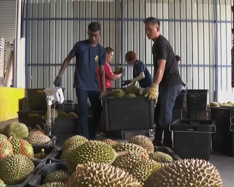 Durian farmers in Malaysia vie to offer more premium varieties to hungry Chinese consumers