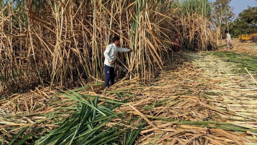 குறைந்தது 2 ஆண்டுகள் தேவைக்கும் அதிகமான சர்க்கரையை உற்பத்தி செய்யவிருக்கும் இந்தியா குறைந்தது 2 ஆண்டுகள் தேவைக்கும் அதிகமான சர்க்கரையை உற்பத்தி செய்யவிருக்கும் இந்தியா