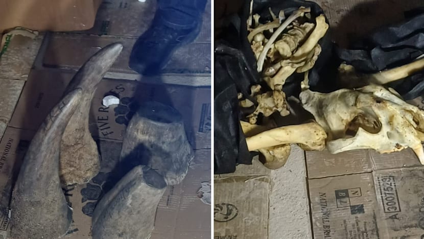 Joint operation by Singapore and South Africa leads to 55kg rhino horn seizure in Johannesburg