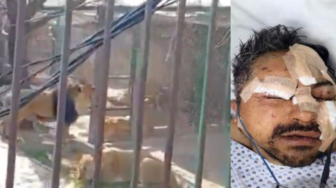 疑喝醉释放六狮 墨西哥男子遭袭躲笼避险