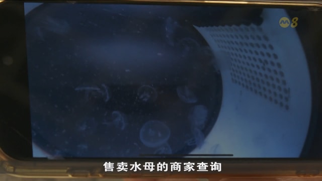 无执照售卖水母或存风险 消费者须向合法商家购买