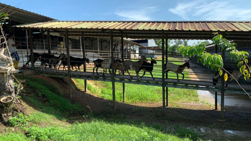 Hay Dairies turns down land awarded for new goat farm, cites Covid-19 related higher building costs