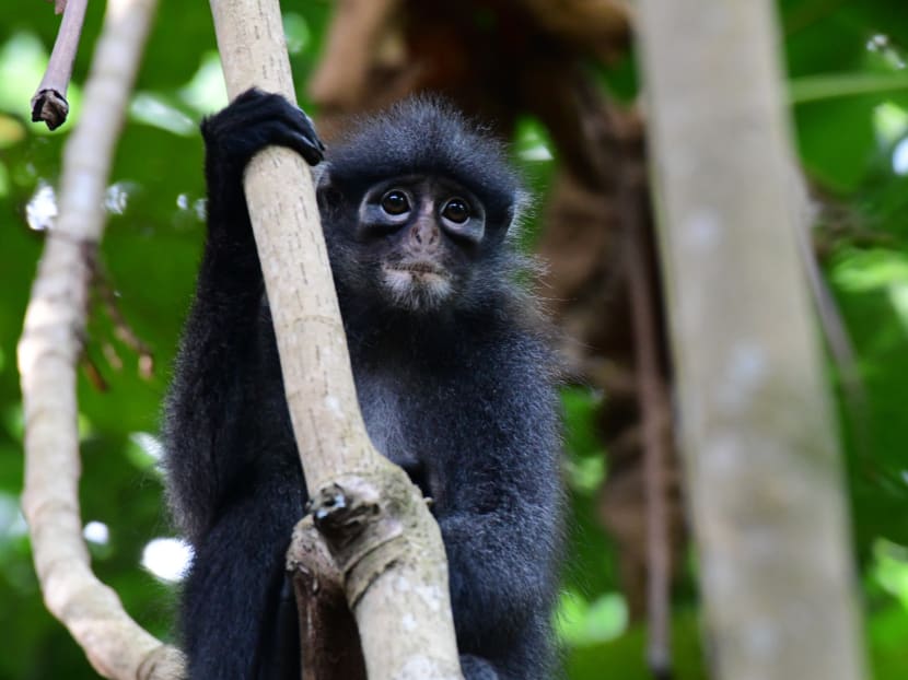 The Nature Society (Singapore) urges the Government to do an environmental or a biophysical impact assessment at a forest plot home to various endangered wildlife, including the Raffles' banded langur (pictured).