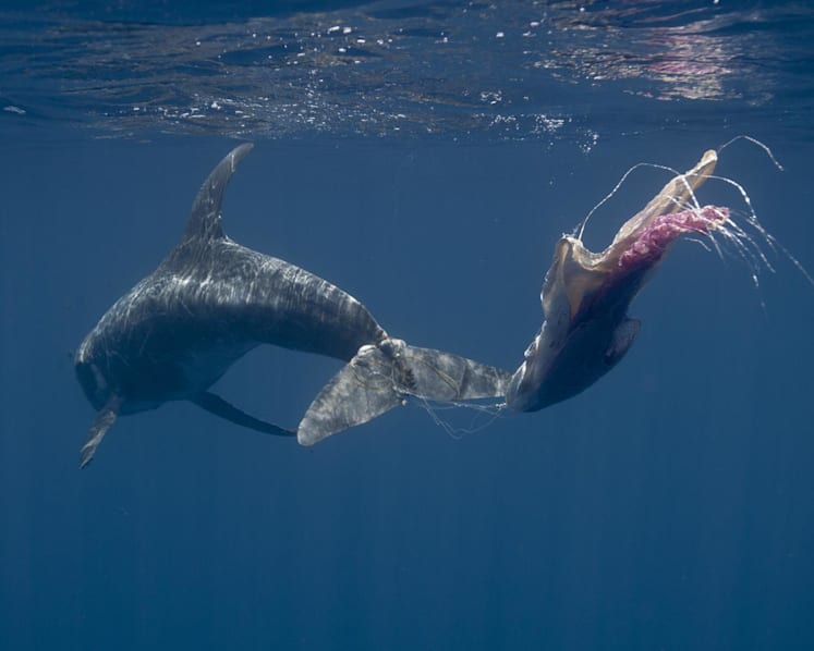 Commentary: Microplastics discovered in body tissues of whales and dolphins spark concerns for human health too
