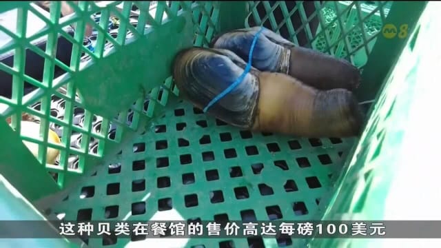 中美贸易战重创象拔蚌产业 美国出口商大喊吃不消潜水员失业