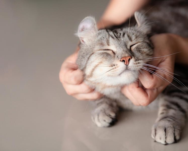 CNA Explains: Why cats are not allowed in HDB flats and how that could soon change